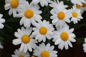 Meet your Posher, Chau